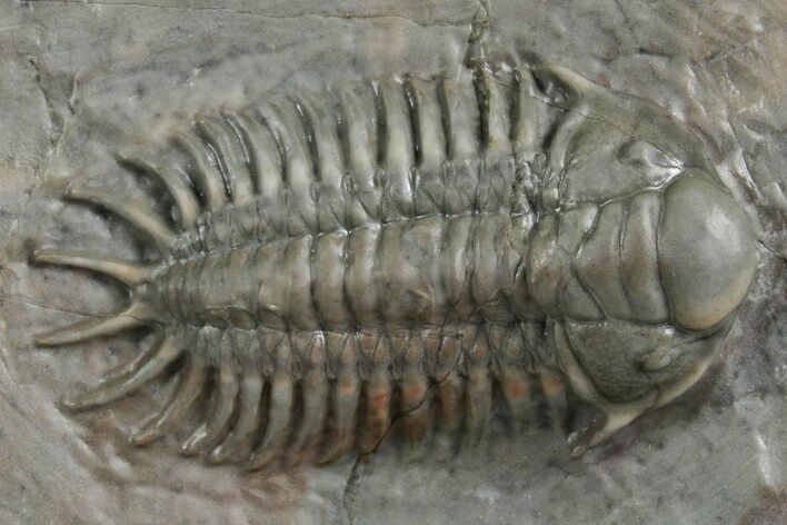 Crotalocephalus Trilobite - Jorf, Morocco #348407